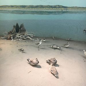Milwaukee Public Museum - Tribute to Survival - Beach Diorama