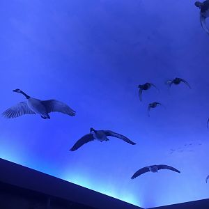 Milwaukee Public Museum - Tribute to Survival - Migrating Geese