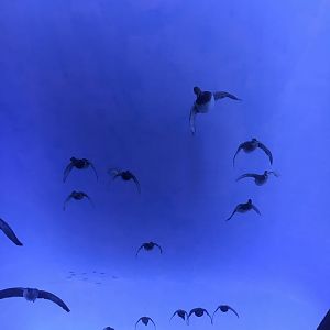 Milwaukee Public Museum - Tribute to Survival - Migrating Ducks