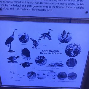 Milwaukee Public Museum - Tribute to Survival - Horicon Marsh Diorama Species ID Guide