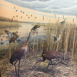 Milwaukee Public Museum - Tribute to Survival - Sandhill Cranes in Horicon Marsh Diorama