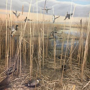 Milwaukee Public Museum - Tribute to Survival - Horicon Marsh Diorama
