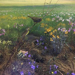 Milwaukee Public Museum - Tribute to Survival - Bird and Turtle Species ID?