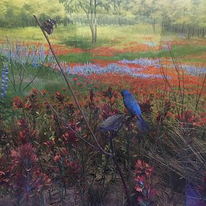 Milwaukee Public Museum - Tribute to Survival - Bluebird Diorama
