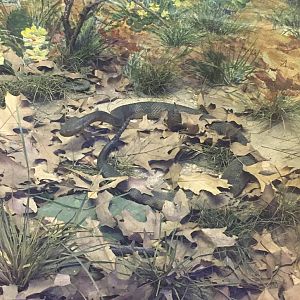 Milwaukee Public Museum - Tribute to Survival - Snake Species ID?