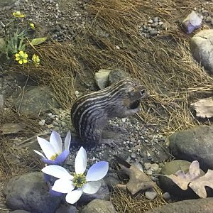 Milwaukee Public Museum - Tribute to Survival - Striped Ground Squirrel