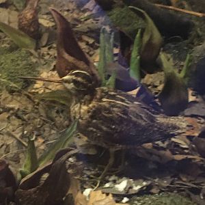 Milwaukee Public Museum - Wisconsin Woodlands - Woodcock