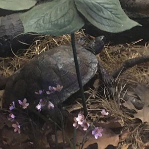 Milwaukee Public Museum - Wisconsin Woodlands - Turtle Species ID?