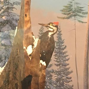Milwaukee Public Museum - Wisconsin Woodlands - Ivory-Billed Woodpecker?