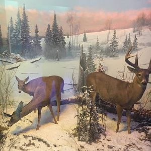 Milwaukee Public Museum - Wisconsin Woodlands - White-Tailed Deer Diorama