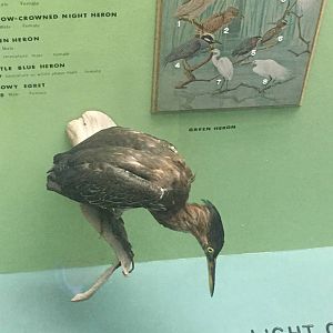 Milwaukee Public Museum - Wisconsin Woodlands - Green Heron