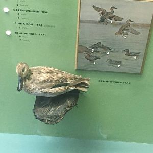 Milwaukee Public Museum - Wisconsin Woodlands - Green-Winged Teal