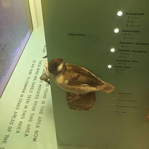 Milwaukee Public Museum - Wisconsin Woodlands - Bufflehead