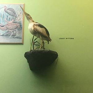 Milwaukee Public Museum - Wisconsin Woodlands - Least Bittern