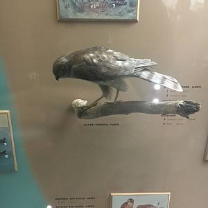 Milwaukee Public Museum - Wisconsin Woodlands - Sharp-Shinned Hawk