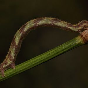 Caterpillar ID - Wild individual - Barcelona
