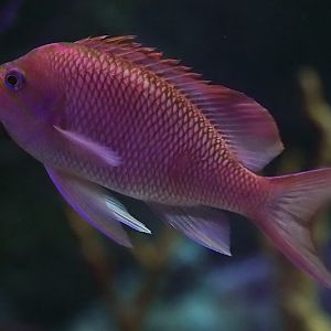 Fish ID - L'Oceanogràfic València