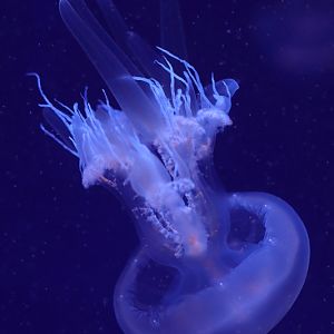 Jellyfish ID - L'Oceanogràfic València