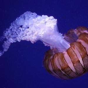 Jellyfish ID - L'Oceanogràfic València