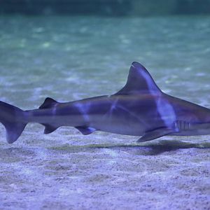 Shark ID - L'Oceanogràfic València