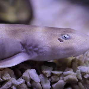 Shark ID - L'Oceanogràfic València
