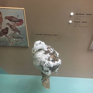 Milwaukee Public Museum - Wisconsin Woodlands - Eastern Red-Tailed Hawk