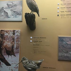 Milwaukee Public Museum - Wisconsin Woodlands - Bobwhite and American Woodcock