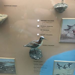 Milwaukee Public Museum - Wisconsin Woodlands - Wilson's Phalarope