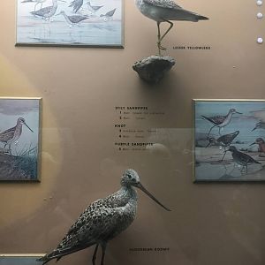 Milwaukee Public Museum - Wisconsin Woodlands - Lesser Yellowlegs and Hudsonian Godwit