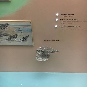 Milwaukee Public Museum - Wisconsin Woodlands - Semipalmated Plover