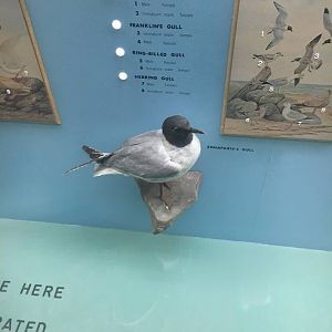 Milwaukee Public Museum - Wisconsin Woodlands - Bonaparte's Gull