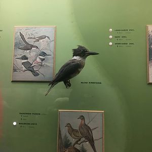 Milwaukee Public Museum - Wisconsin Woodlands - Belted Kingfisher