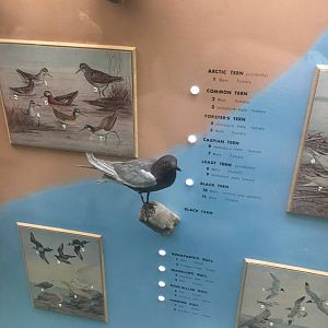 Milwaukee Public Museum - Wisconsin Woodlands - Black Tern