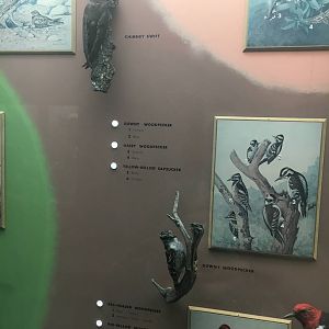 Milwaukee Public Museum - Wisconsin Woodlands - Chimney Swift and Downy Woodpecker