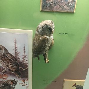 Milwaukee Public Museum - Wisconsin Woodlands - Boreal Owl