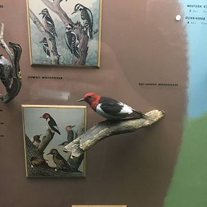 Milwaukee Public Museum - Wisconsin Woodlands - Red-Headed Woodpecker