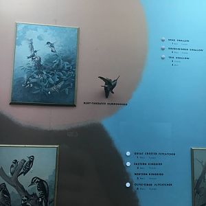 Milwaukee Public Museum - Wisconsin Woodlands - Ruby-Throated Hummingbird