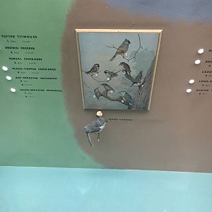 Milwaukee Public Museum - Wisconsin Woodlands - Tufted Titmouse