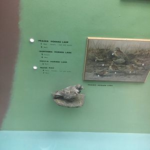 Milwaukee Public Museum - Wisconsin Woodlands - Prairie Horned Lark