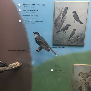 Milwaukee Public Museum - Wisconsin Woodlands - Eastern Kingbird