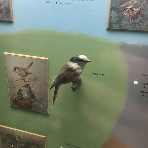 Milwaukee Public Museum - Wisconsin Woodlands - Gray Jay