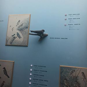 Milwaukee Public Museum - Wisconsin Woodlands - Rough-Winged Swallow
