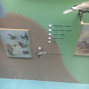 Milwaukee Public Museum - Wisconsin Woodlands - Short-Billed Marsh Wren