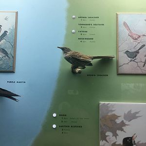 Milwaukee Public Museum - Wisconsin Woodlands - Brown Thrasher