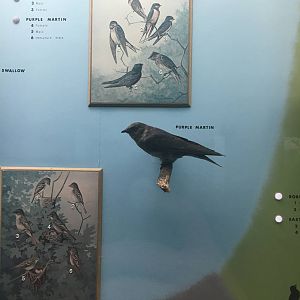 Milwaukee Public Museum - Wisconsin Woodlands - Purple Martin
