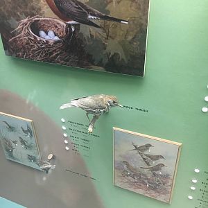 Milwaukee Public Museum - Wisconsin Woodlands - Wood Thrush