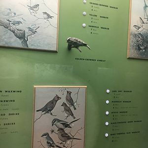 Milwaukee Public Museum - Wisconsin Woodlands - Golden-Crowned Kinglet