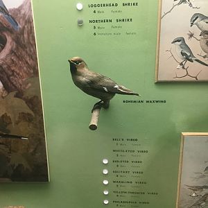 Milwaukee Public Museum - Wisconsin Woodlands - Bohemian Waxwing