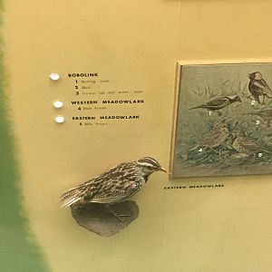 Milwaukee Public Museum - Wisconsin Woodlands - Eastern Meadowlark