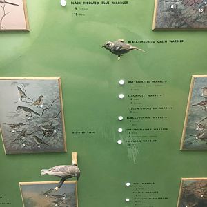 Milwaukee Public Museum - Wisconsin Woodlands - Black-Throated Green Warbler and Red-Eyed Vireo